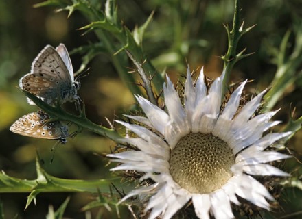 Lysandra coridon, polyommatus coridon, silverblue, silvergreen blue, butterfly, chalkhill blue,