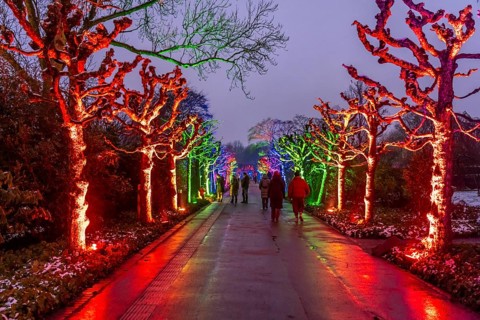 Park lights, events in winter, in the Grugapark in Essen, many different light installations,