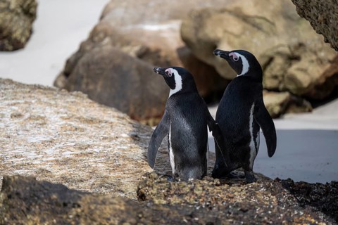 Two spectacled penguins (Spheniscus demersus) on a rock, Boulder Beach, Western Cape, Simon's Town,