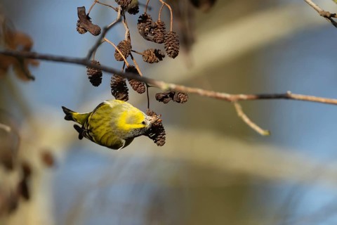 Siskin (Spinus spinus) adult male bird feeding on Alder (Alnus glutinosa) tree seeds in winter,
