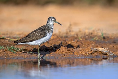 Green sandpiper (Tringa ochropus) adult in summer plumage foraging along lake shore in spring