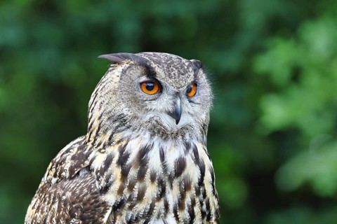 Eurasian eagle-owl (Bubo bubo), animal portrait, Rhineland-Palatinate, Germany