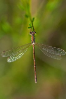 Brandenburg, Germany, Lestes Barbarus, migrant spreadwing, national natural heritage, natural