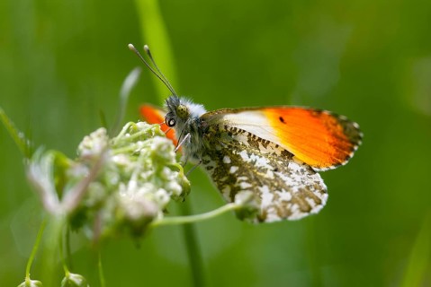 Anthocharis cardamines, aurorafeath, orange tip, butterfly, insects, insects, leo, butterfly,