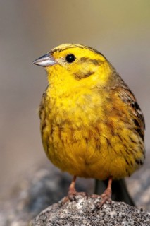 Brandenburg, Emberiza Citrinella, Germany, Yellowhammer, Nabu, national natural heritage, natural