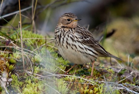 Anthus Cervinus, Norway, red-throated pipit, robin pipit, varanger, birds, passeri, songbirds,