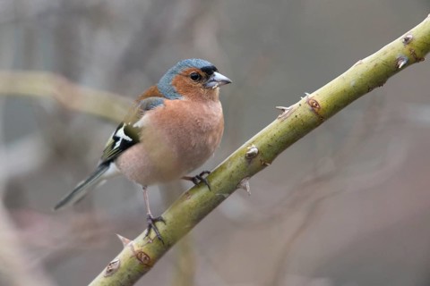 Chaffinch, Fringilla Coelebs, Birds, Male, Passeri, Songbirds, Birds