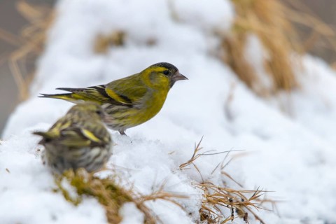 Carduelis spinus, siskin, spinus spinus, siskin, birds, male, passeri, snow, songbirds, snow,