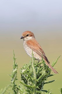 Red-backed shrike (Lanius collurio), female perched on a thistle, looking for prey, wildlife,