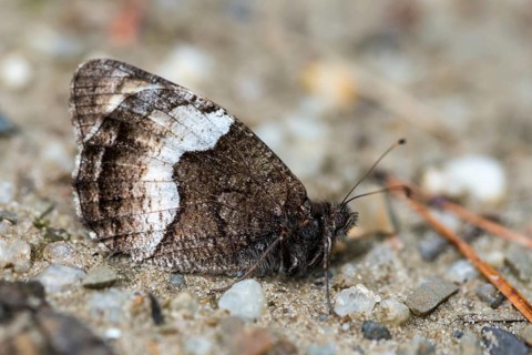 Hipparchia alcyone, Hipparchia hermione, rock grayling, butterfly, insects, butterfly, butterflies
