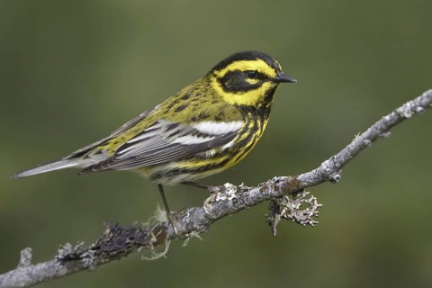 Townsend's Warbler (Setophaga townsendi), British Columbia, Canada