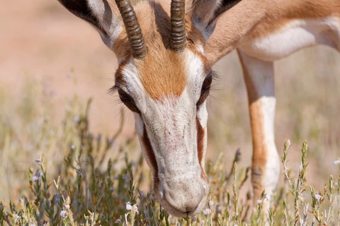 Springbok (Antidorcas marsupialis), adult female, feeding on flowers and leaves, animal portrait,