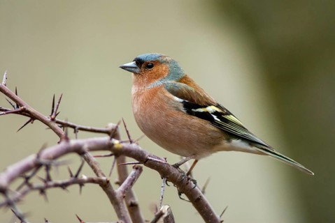 Chaffinch, Fringilla Coelebs, Birds, Male, Passeri, Songbirds, Birds
