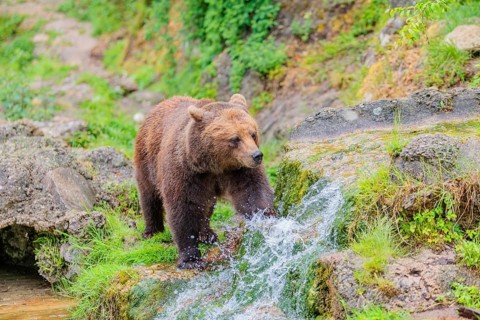 A female brown bear (Ursus arctos arctos) is walking through dense vegetation in hilly terrain,