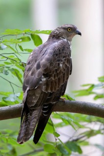 Honey Buzzard (Pernis apivorus), close-up, female perched on a branch of a European beech (Fagus