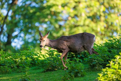 A full-grown female roe deer (Capreolus capreolus) walks across a green meadow dotted with nettle