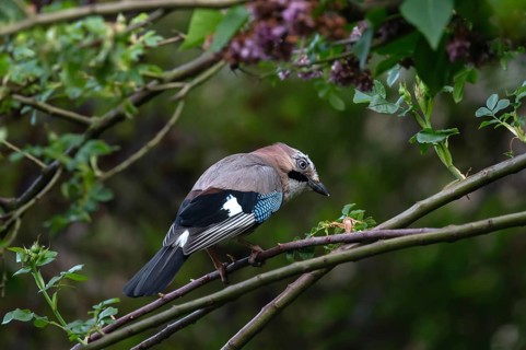 Eurasian jay (Garrulus glandarius) on a rose branch, Franconia, Bavaria, Germany