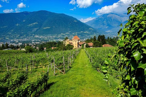 Vineyard landscape with view of Castello Rametz and views of the surrounding alpine mountain