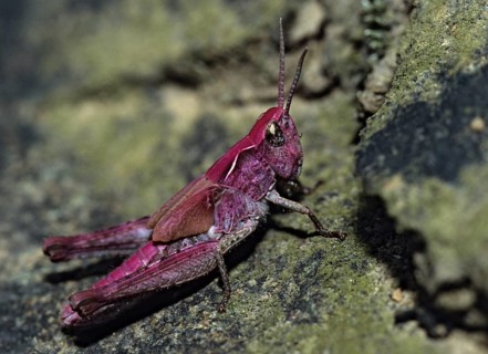 Chorthippus spec., grasshoppers, grasshoppers, grasshoppers, grasshoppers, insects, nymph