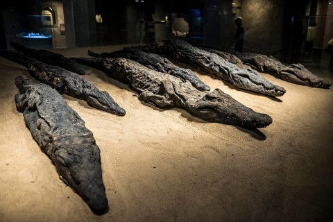 Mummified crocodiles, mummies, Kom Ombo Temple, Upper Egypt, Egypt