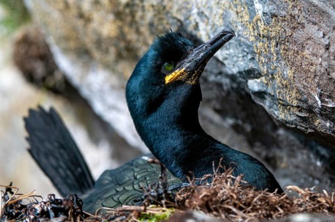 Common Shag, European Shag, Gulosus Aristotelis, Crow Shard, Norway, Phalacrocorax Aristotelis,