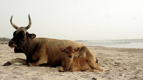 A cow (bos taurus) and a calf rest peacefully on a sandy beach, Cap Skirring, Casamance, Senegal