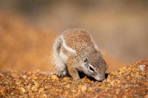 Cape ground squirrel (Xerus inauris), Pontok-Berge, Spitzkoppe, Große Spitzkuppe Nature Reserve,