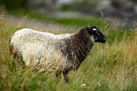 A single sheep stands in a green field surrounded by tall grasses and a natural landscape, sheep,