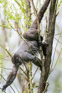 Common woolly monkey (Lagothrix lagothricha) climbing in a tree, captive