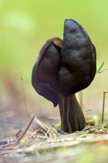Spring pit laurel, pit laurel, helvella lacunosa, helvella sulcata, helvellaceae, lornel relatives,