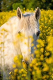 Horse, mold, mare, portrait, in a rapeseed field