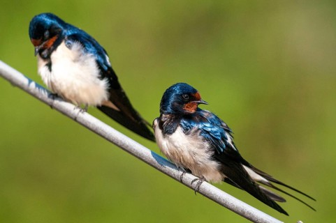 Hirundo rustica, house martin, swallow, birds, passeri, swallows, songbirds, songbirds, birds
