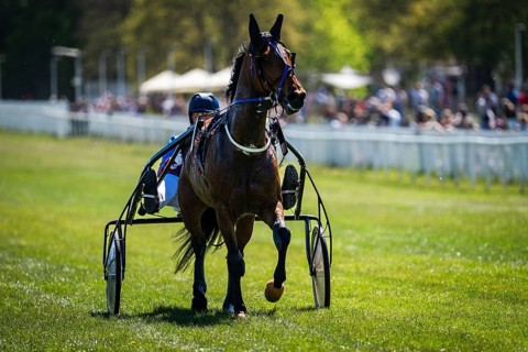 Front view of harness racing horse pulling sulky, driver behind, sharp focus with shallow depth of