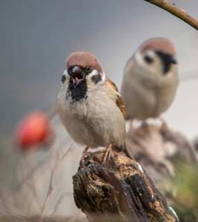 Tree sparrow, Passer Montanus, sparrow, birds, high size, portrait format, passeri, songbirds,