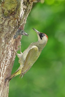 Green Woodpecker (Picus viridis) – a female feeding a chick in a nesting cavity in an old oak tree,