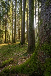 Dense trees in a quiet forest, moss-covered trunks and sunlight shining through the branches,