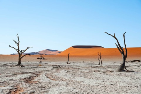 Dead camel thorn trees (Vachellia erioloba), red sand dunes, white salt pan, Dead Vlei, Sossusvlei,