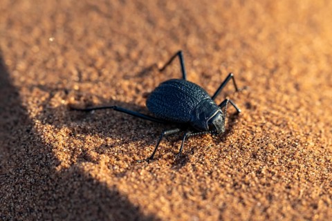 Mist-drinking beetle (Onymacris unguicularis), Namib Desert, Namibia