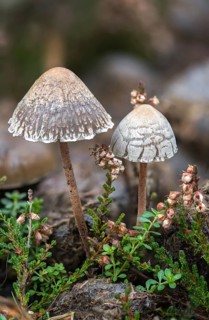 Fertiliser, Panaeolus castaneifolius, Panaeolus olivaceus, dotted spored fertiliser, dung, fungi,