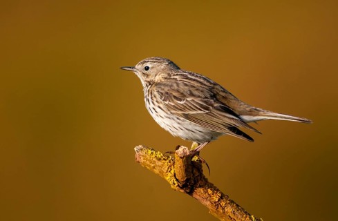 Anthus pratensis, meadow pipit, meadow pieper, birds, passeri, songbirds, birds