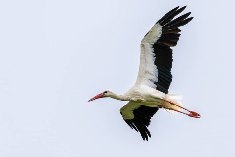 White stork (Ciconia ciconia) in flight, house roof, Affenberg Salem, Lake Constance region,