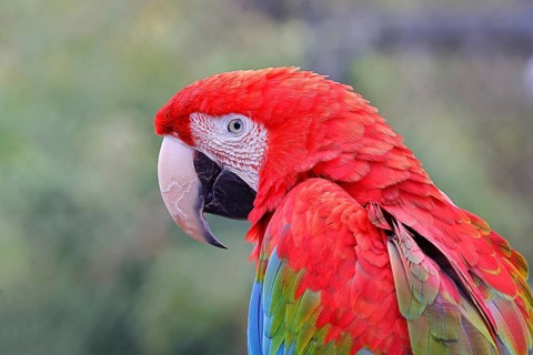Green-winged Macaw (Ara chloroptera), animal portrait, captive, Hesse, Germany