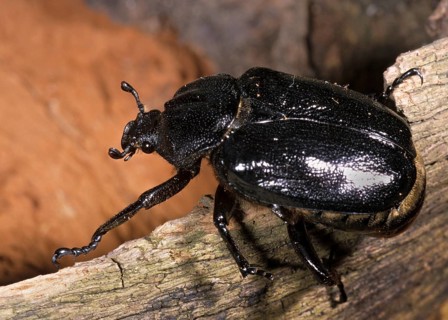 Hermit, Hermit Beetle, Juchten Beetle, Osmoderma Eremita, Beetle, Coleoptera, FFH, Insects, Beetles