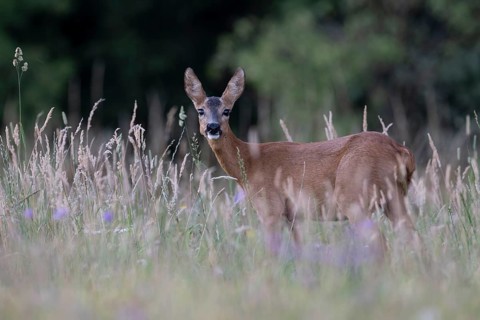 Deer, Ricke, Bitburg, Germany