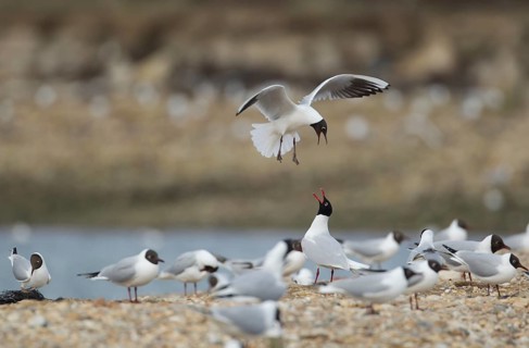 Black headed gull (Larus ridibundus) adult bird flying mobbing a Mediterranean gull (Larus