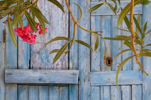 Blooming oleander branches in front of a light blue wooden door, Malfa, Salina, Aeolian or Lipari