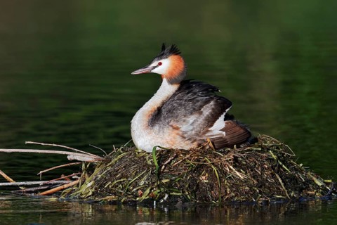Great Crested Grebe (Podiceps Scalloped ribbonfish) sitting on its nest, North Rhine-Westphalia,