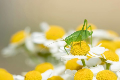 Speckled bush cricket (Leptophyes punctatissima) adult insect on garden daisy flowers in summer,