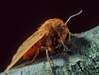 Phragmatobia fuliginosa, rust-winged bear, cinnamon bear, butterfly, insects, moths, moths, moths,