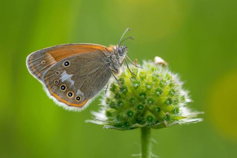 Chestnut heath, coenonympha glycerion, rust-brown meadowbird, red-brown meadowbird, butterfly,